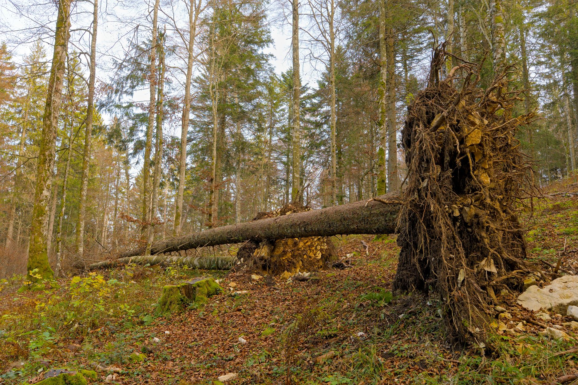 Enlèvement arbre urgence équipe à Beauvais
